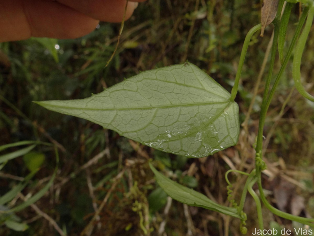 Zehneria thwaitesii (Schweinf.) C.Jeffrey